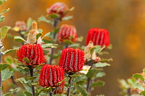 Scarlet Banksia (Banksia coccinea) in flower, Banksia Farm, Mount Barker, South West Land Division, Western Australia