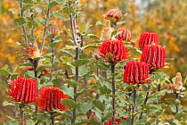 Scarlet Banksia (Banksia coccinea) in flower, Banksia Farm, Mount Barker, South West Land Division, Western Australia