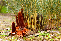 Groundcreeper Banksia (Banksia blechnifolia) Banksia Farm, Mount Barker, South West Land Division, Western Australia