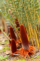 Groundcreeper Banksia (Banksia blechnifolia) in flower, Banksia Farm, Mount Barker, South West Land Division, Western Australia