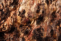 Karri (Eucalyptus diversicolor) close-up of bark, Stirling Range, Albany, South West Land Division, Western Australia.
