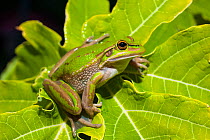 Green and Golden Swamp Frog (Litoria aurea) on leaf, Ouvea, Loyalty Islands Province, New Caledonia. Vulnerable species.