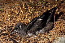 Wedge-tailed shearwater (Puffinus pacificus) chick at nest, New Caledonia