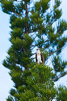 Osprey (Pandion haliaetus) on Araucaria pine tree, Gadji, Ile des Pins / Isle of Pines, New Caledonia