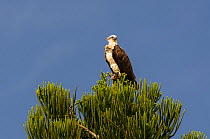 Osprey (Pandion haliaetus) with feathers ruffled the wind, in Araucaria tree, Poindimie, North Province, New Caledonia