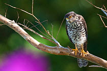 New Caledonian Sparrowhawk (Accipiter haplochrous) juvenile  perched on branch, Farino, South Province, New Caledonia