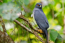 New Caledonia sparrowhawk (Accipiter haplochrous) perched on branch, Farino, South Province, New Caledonia