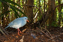 Kagu (Rhynochetos jubatus)  Parc Provincial de la Riviere Bleue / Blue River Provincial Park, Yate, South Province, New Caledonia. Endangered species