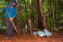 Kagus (Rhynochetos jubatus) with ranger repairing track,  Parc Provincial de la Riviere Bleue / Blue River Provincial Park, Yate, South Province, New Caledonia, August 2012. Endangered species