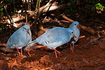 Kagus (Rhynochetos jubatus)  Parc Provincial de la Riviere Bleue / Blue River Provincial Park, Yate, South Province, New Caledonia. Endangered species