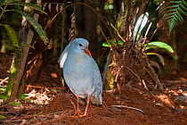 Kagu (Rhynochetos jubatus)  Parc Provincial de la Riviere Bleue / Blue River Provincial Park, Yate, South Province, New Caledonia. Endangered species