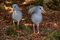 Kagu (Rhynochetos jubatus) captive, Parc zoologique et forestier / Zoological and Forest Park, Noumea, South Province, New Caledonia. Endangered species