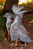 Kagu (Rhynochetos jubatus) male displaying to female, captive, Parc zoologique et forestier / Zoological and Forest Park, Noumea, South Province, New Caledonia. Endangered species