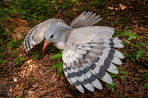 Kagu (Rhynochetos jubatus) with wings spread in defensive display to protect nest, captive, Parc zoologique et forestier / Zoological and Forest Park, Noumea, South Province, New Caledonia. Endangered...