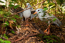 Kagu (Rhynochetos jubatus) with wings spread in defensive display to protect nest, chick just visible in the left hand corner. Captive, Parc zoologique et forestier / Zoological and Forest Park, Noume...