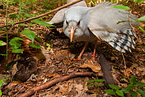 Kagu (Rhynochetos jubatus) in threat display near nest with chick, captive, Parc zoologique et forestier / Zoological and Forest Park, Noumea, South Province, New Caledonia. Endangered species