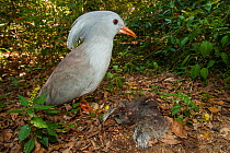Kagu (Rhynochetos jubatus) at nest with chick,  captive, Parc zoologique et forestier / Zoological and Forest Park, Noumea, South Province, New Caledonia. Endangered species