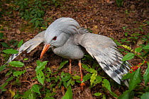 Kagu (Rhynochetos jubatus) in defensive display, captive, Parc zoologique et forestier / Zoological and Forest Park, Noumea, South Province, New Caledonia. Endangered species