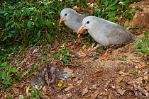 Kagu (Rhynochetos jubatus) pair at nest with chick, captive, Parc zoologique et forestier / Zoological and Forest Park, Noumea, South Province, New Caledonia. Endangered species