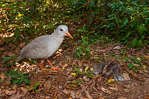 Kagu (Rhynochetos jubatus) at nest with chick captive, Parc zoologique et forestier / Zoological and Forest Park, Noumea, South Province, New Caledonia. Endangered species
