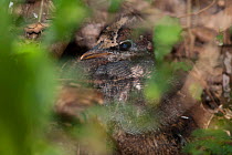 Kagu (Rhynochetos jubatus) chick hidden at nest, captive, Parc zoologique et forestier / Zoological and Forest Park, Noumea, South Province, New Caledonia. Endangered species