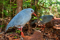 Kagus (Rhynochetos jubatus)  Parc Provincial de la Riviere Bleue / Blue River Provincial Park, Yate, South Province, New Caledonia. Endangered species