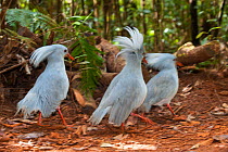 Kagus (Rhynochetos jubatus) with crests raised.  Parc Provincial de la Riviere Bleue / Blue River Provincial Park, Yate, South Province, New Caledonia. Endangered species
