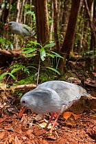 Kagu (Rhynochetos jubatus) foraging, Parc Provincial de la Riviere Bleue / Blue River Provincial Park, Yate, South Province, New Caledonia. Endangered species