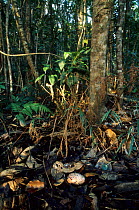 Kagu (Rhynochetos jubatus) egg in forest, New Caledonia. Endangered species.