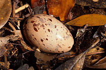 Kagu (Rhynochetos jubatus) egg on forest floor, New Caledonia. Endangered species.