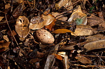 Kagu (Rhynochetos jubatus) egg on forest floor, New Caledonia. Endangered species.
