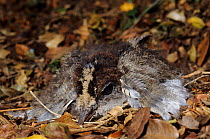 Kagu (Rhynochetos jubatus) five week old chick camouflaged on forest floor, New Caledonia. Endangered species.