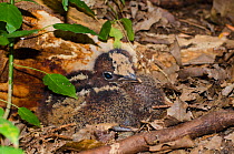 Kagu (Rhynochetos jubatus) chick on forest floor, captive, Parc zoologique et forestier / Zoological and Forest Park, Noumea, South Province, New Caledonia. Endangered species