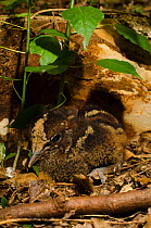 Kagu (Rhynochetos jubatus) chick on forest floor, captive, Parc zoologique et forestier / Zoological and Forest Park, Noumea, South Province, New Caledonia. Endangered species