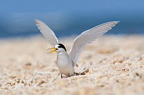 New Caledonia Fairy tern (Sterna nereis exul) calling on beach, Houailou, North Province, New Caledonia. Vulnerable species.