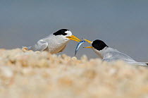 New Caledonia Fairy tern (Sterna nereis exul) male offering female a fish as part of courtship, on beach at Houailou, North Province, New Caledonia. Vulnerable species.