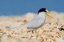 New Caledonia Fairy tern (Sterna nereis exul) calling on beach, Houailou, North Province, New Caledonia. Vulnerable species.