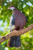 White-throated pigeon (Columba vitiensis) captive, Parc zoologique et forestier / Zoological and Forest Park, Noumea, South Province, New Caledonia