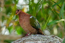 Emerald dove (Chalcophaps indica) Lifou, Loyalty Islands, New Caledonia.