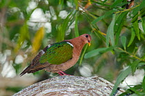 Emerald dove (Chalcophaps indica) Lifou, Loyalty Islands, New Caledonia.