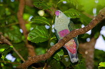 Grey's fruit dove (Ptilinopus greyii) Gossanah, Ouvea / Ouvea Loyalty Islands Province, New Caledonia