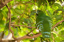 Cloven-feathered dove (Drepanoptila holosericea) captive, Parc zoologique et forestier / Zoological and Forest Park, Noumea, South Province, New Caledonia