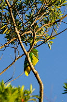 Cloven-feathered dove (Drepanoptila holosericea) Farino, South Province, New Caledonia.