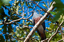 Goliath Imperial Pigeon (Ducula goliath) perched, Mount Khogi, Dumbea, Noumea, South Province, New Caledonia.