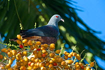 Goliath Imperial Pigeon (Ducula goliath) on fruiting tree, Touaourou mission,Yate, South Province, New Caledonia.