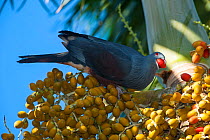 Goliath Imperial Pigeon(Ducula goliath) feeding on fruit, Touaourou mission,Yate, South Province, New Caledonia.