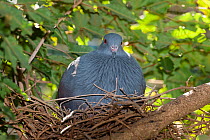 Goliath Imperial Pigeon (Ducula goliath) on nest, captive, Parc zoologique et forestier / Zoological and Forest Park, Noumea, South Province, New Caledonia