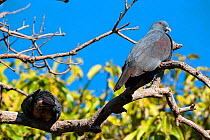 Goliath Imperial Pigeon (Ducula goliath) Touaourou mission,Yate, South Province, New Caledonia.