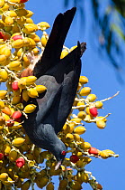 Goliath Imperial Pigeon (Ducula goliath) feeding on fruit, Touaourou mission,Yate, South Province, New Caledonia.