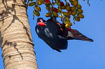 Goliath Imperial Pigeon (Ducula goliath) feeding on fruit, Touaourou mission,Yate, South Province, New Caledonia.
